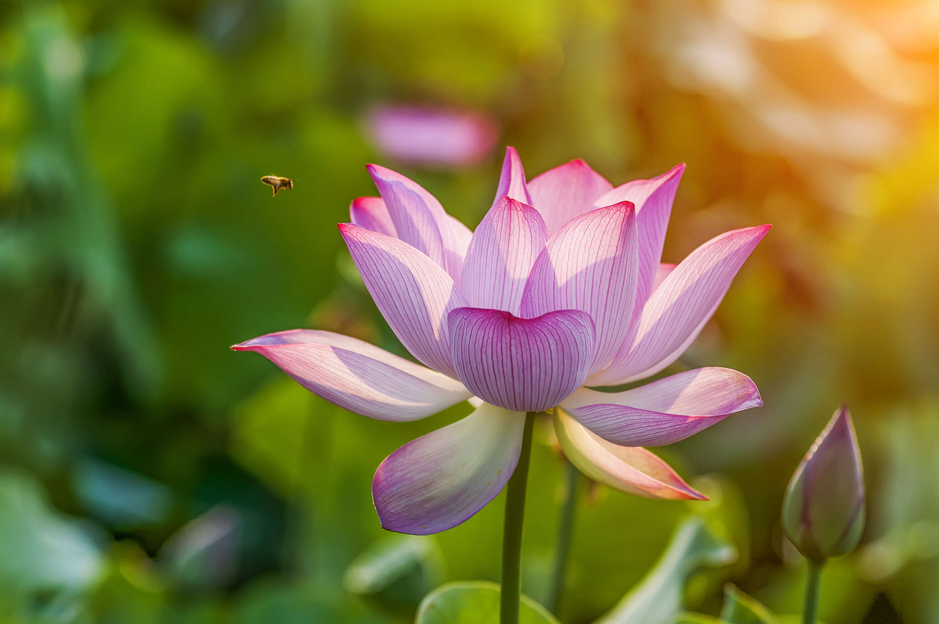 Brighten up your home garden with these monsoon flowers