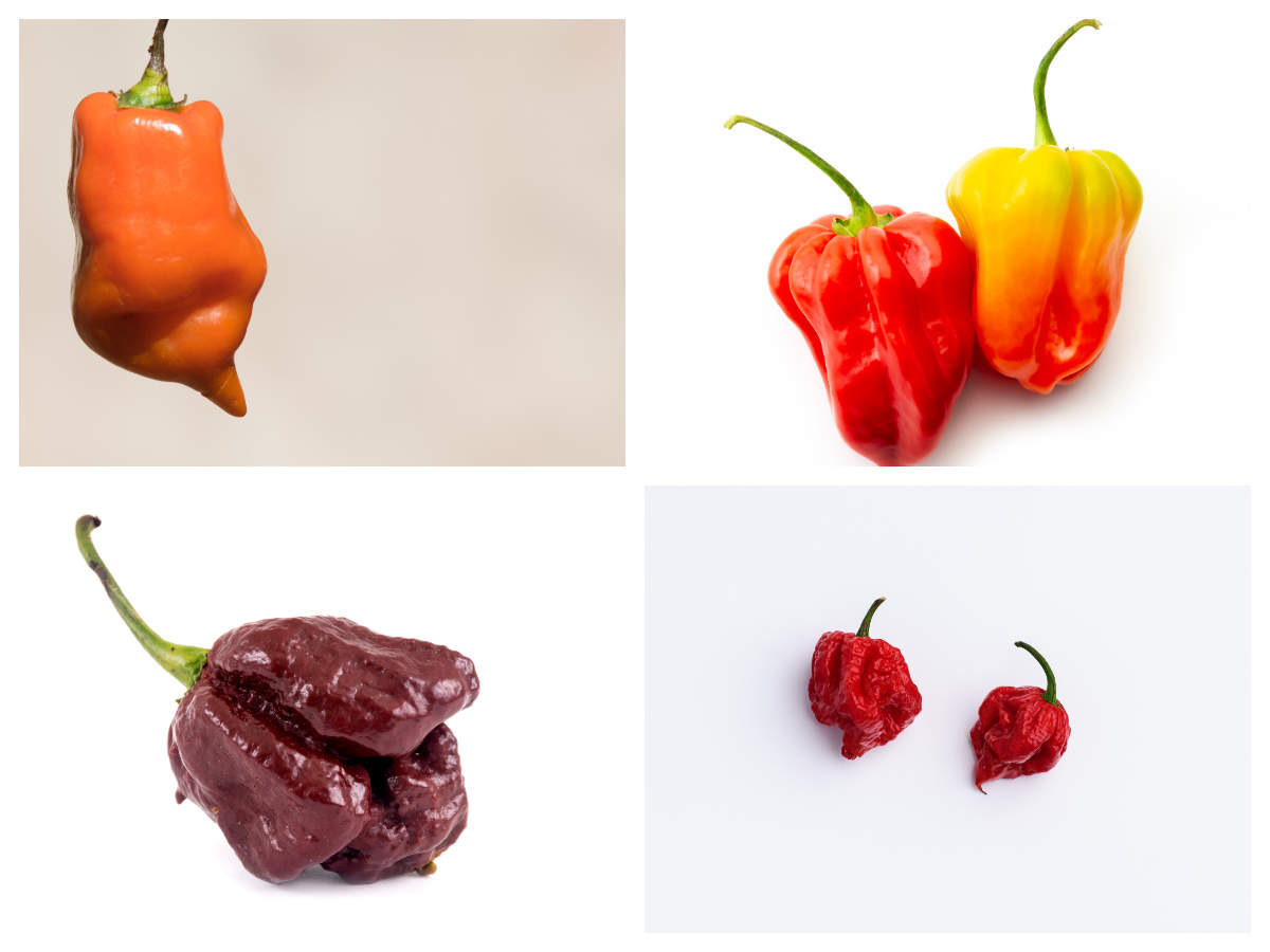 8 spiciest chilli peppers in the world | The Times of India