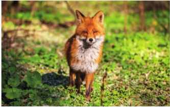 red fox