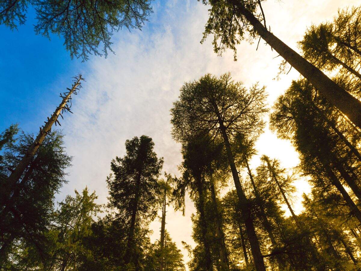 Dalhousie, Chamba to host 3-day dragon boat and paragliding festival after COVID lockdown Dalhousie, Chamba to host 3-day dragon boat and paragliding festival after COVID lockdown