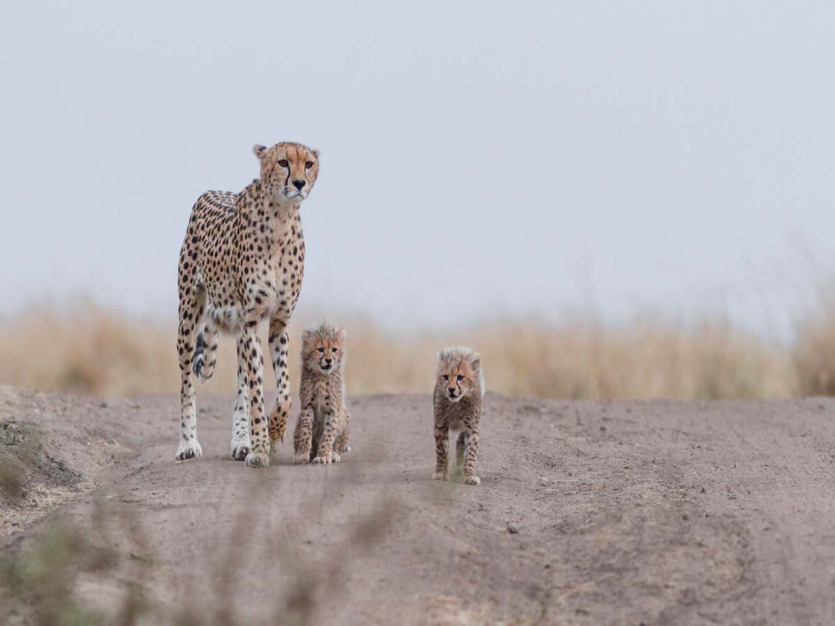 Cheetahs to get reintroduced in India by the end of this year Cheetahs to get reintroduced in India by the end of this year