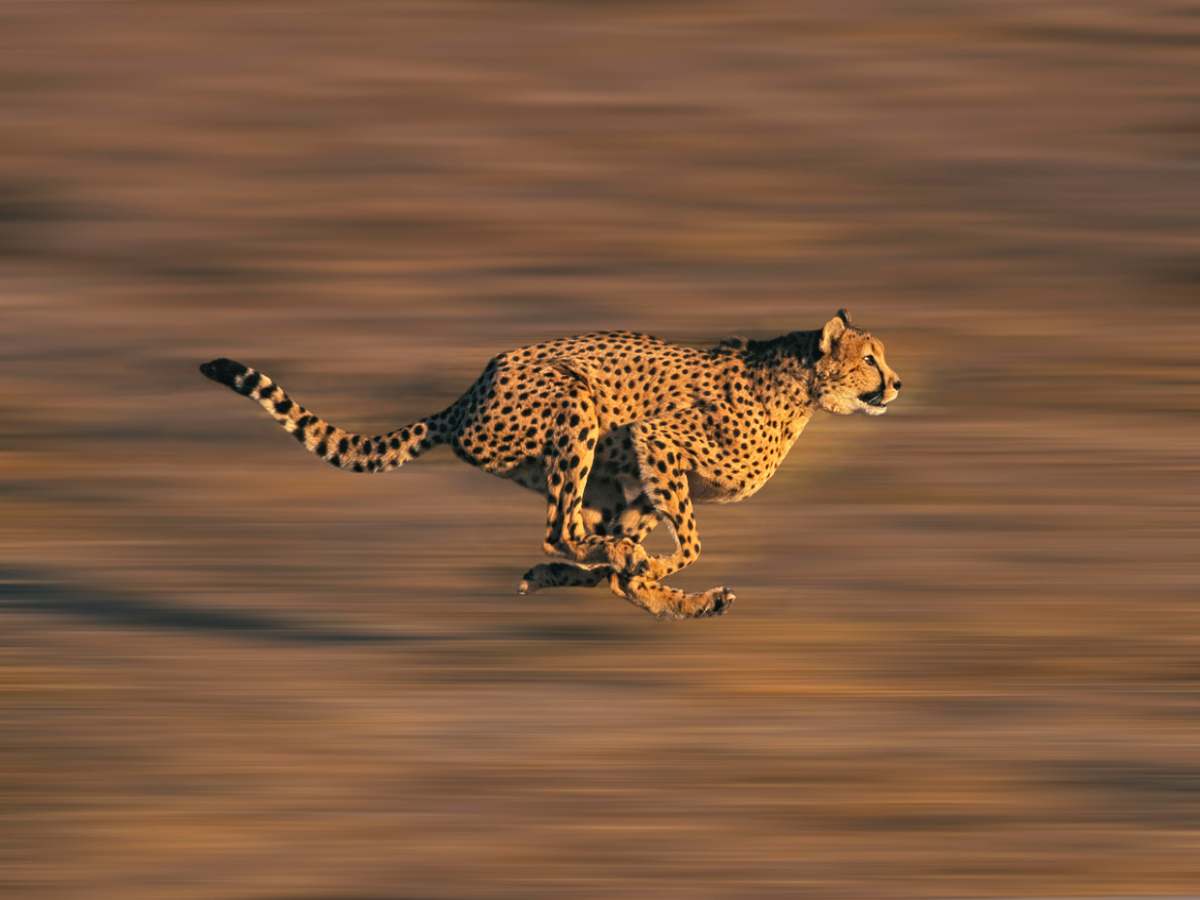 Cheetahs to get reintroduced in India by the end of this year Cheetahs to get reintroduced in India by the end of this year