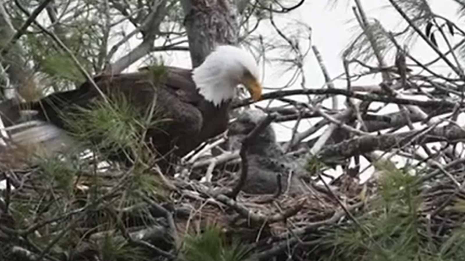 Bald eagle cameras reveal diverse personalities