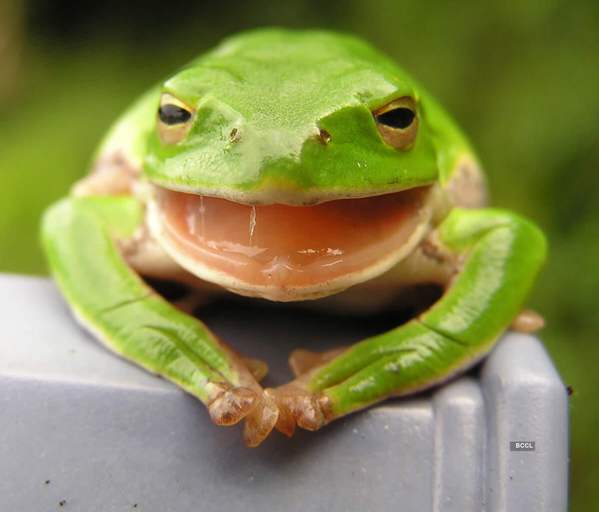 Believe it or not: Omens and Superstitions