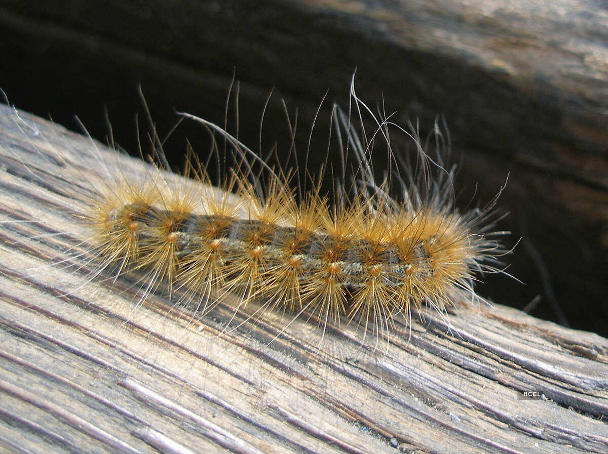 Believe it or not: Omens and Superstitions