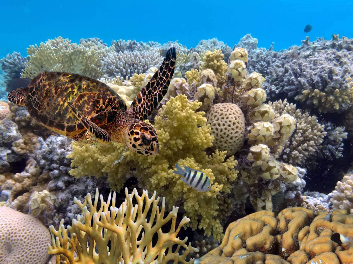UN suggests that the Great Barrier Reef should be "in danger" list UN suggests that the Great Barrier Reef should be "in danger" list