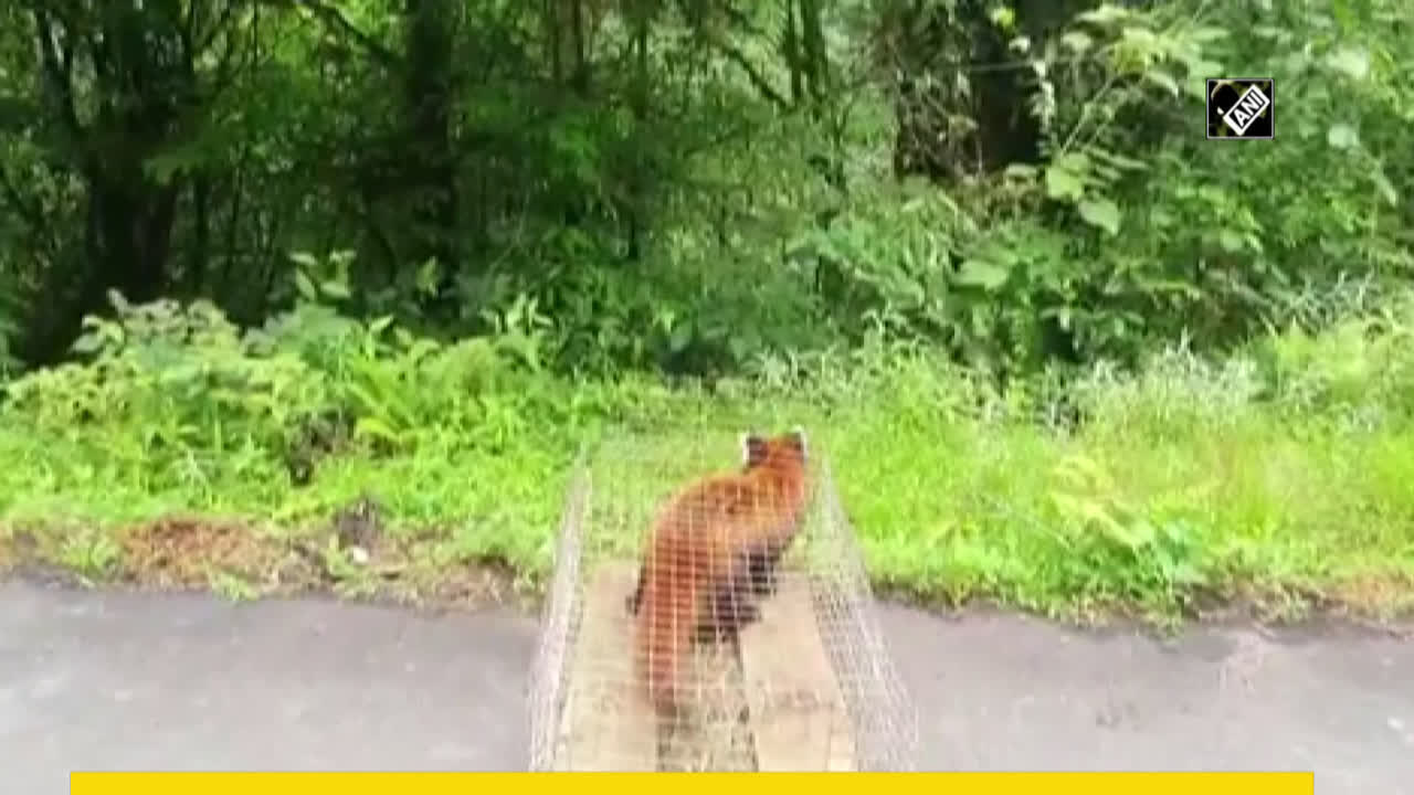Red Panda rescued in Arunachal Pradesh