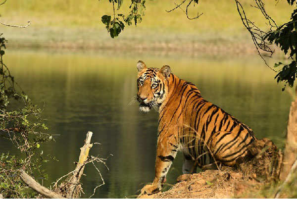 20 best National Parks for wildlife tourism in India