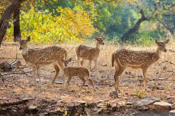 ​Sariska National Park