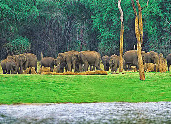 20 best National Parks for wildlife tourism in India