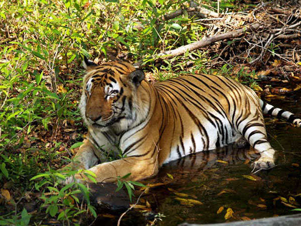 20 best National Parks for wildlife tourism in India