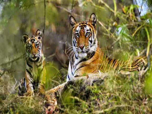 ​Bandhavgarh National Park, Madhya Pradesh