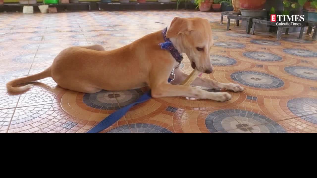 Sayantani-Indranil adopts an Indie dog amid pandemic | TV - Times ...