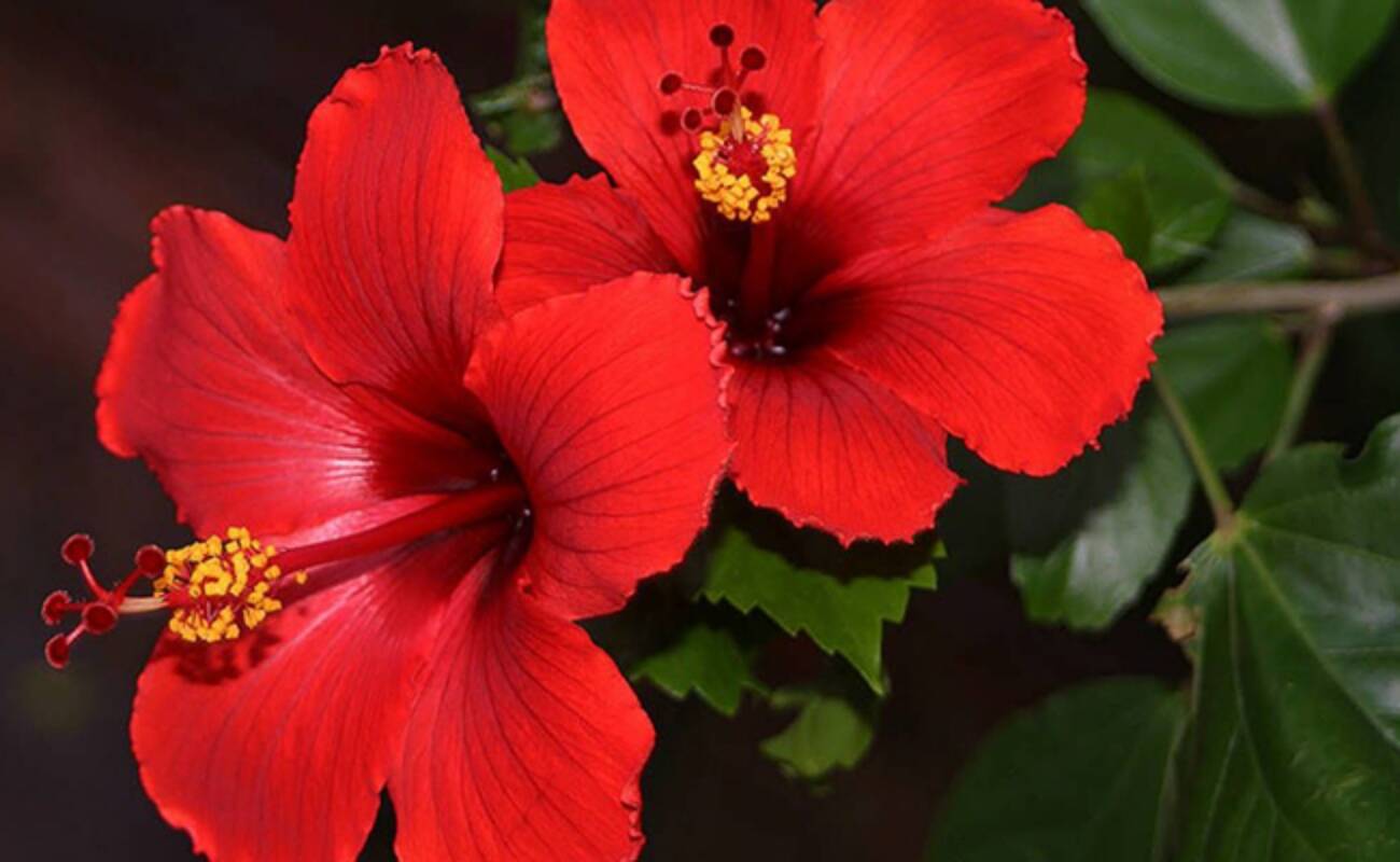 Easily found flowers that can be offered to deities