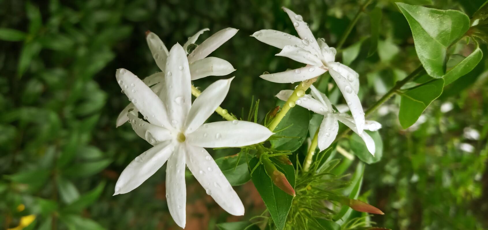 Easily found flowers that can be offered to deities