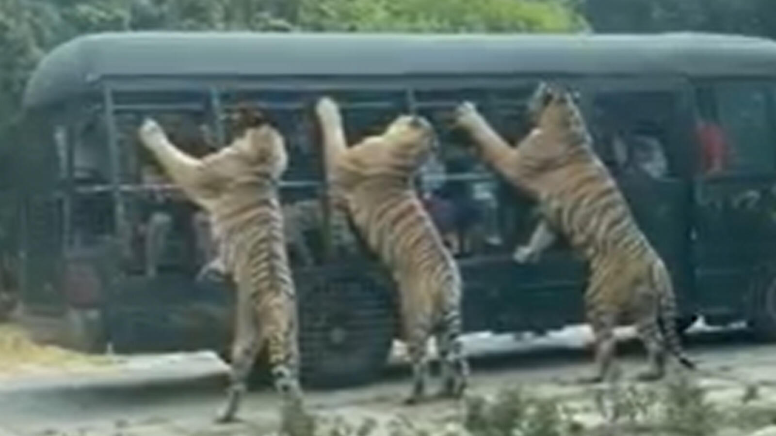 Terrifying! Tigers stun tourists sitting in safari bus