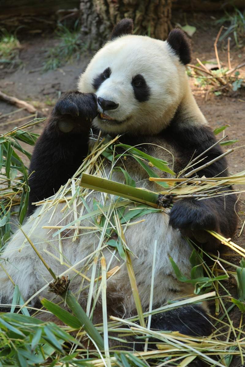 Giant Panda's have now been removed from the endangered list