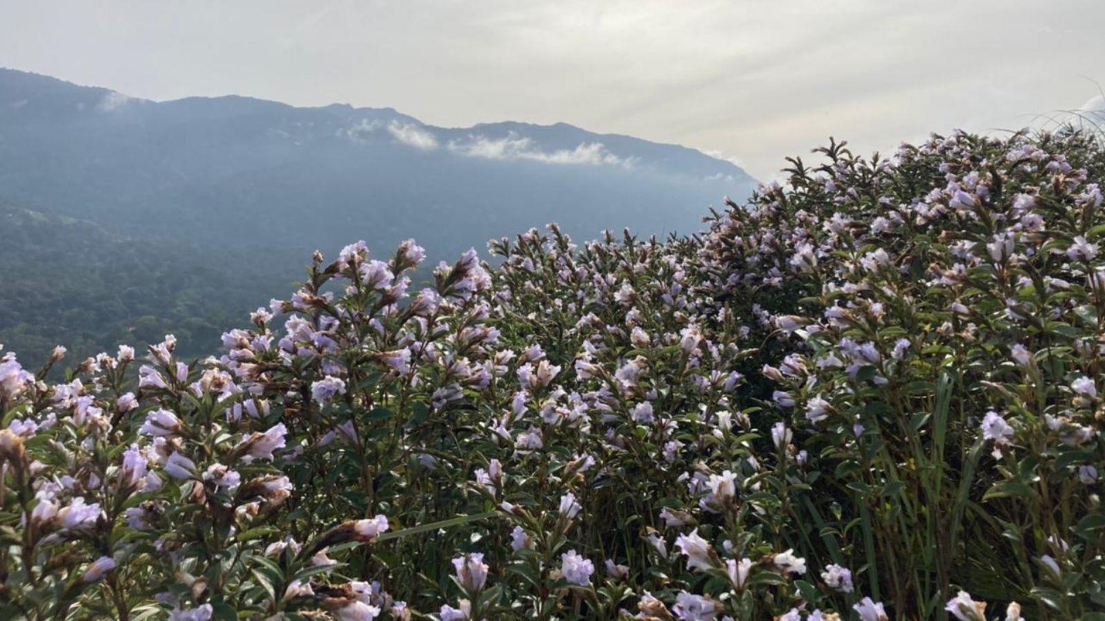 In pics: Neelakurinji blooms in Kerala's Idukki