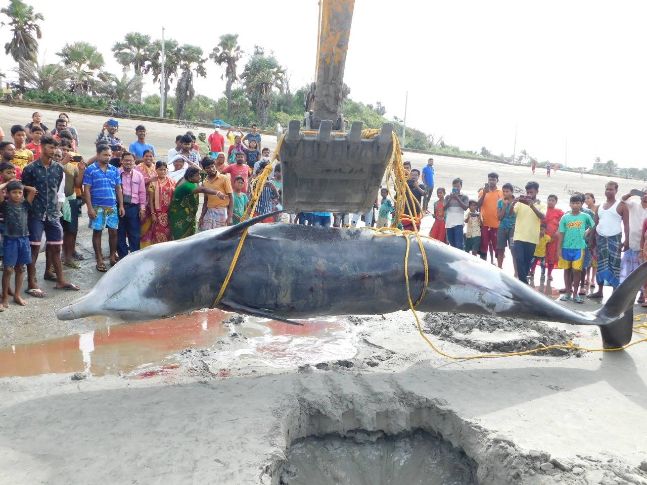 In pics: 5.3-metre-long whale washed onto Bengal beach