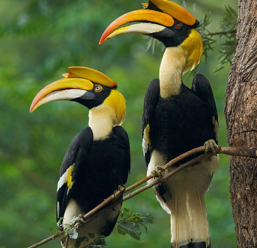 No Bird Lover Should Miss These Top Bird Sanctuaries in India