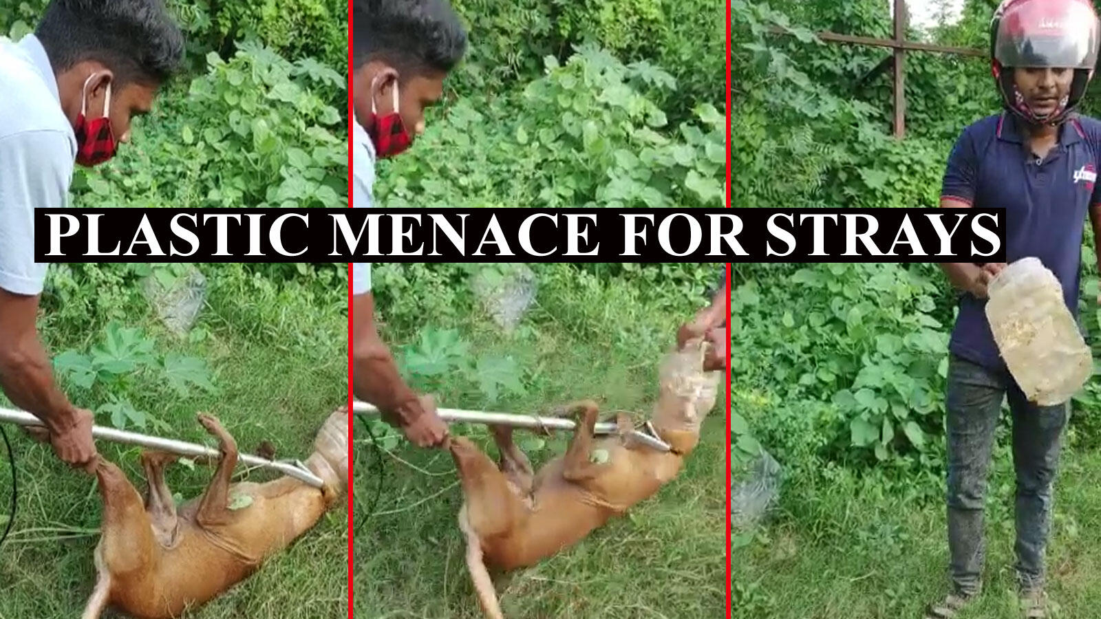 Stray dog gets its head stuck in a plastic jar, rescued by civic workers