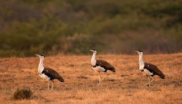 20 most magnificent bird sanctuaries in India for bird lovers