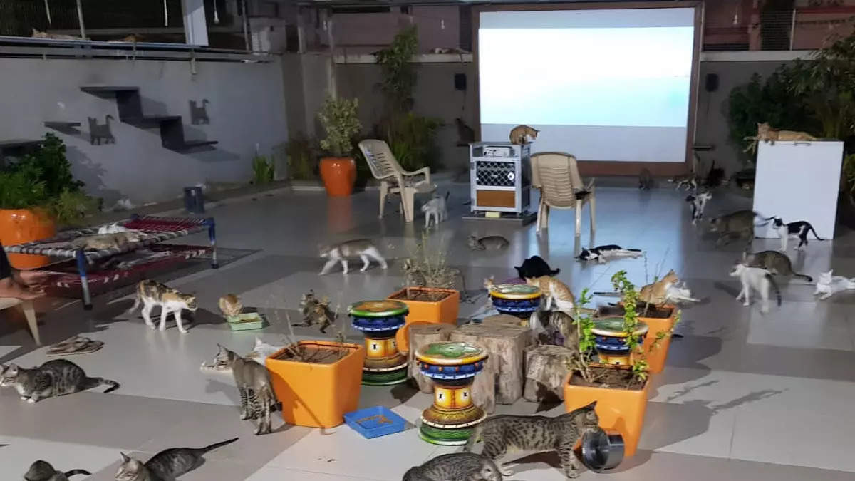 In pics: Man builds garden for cats in memory of dead sister