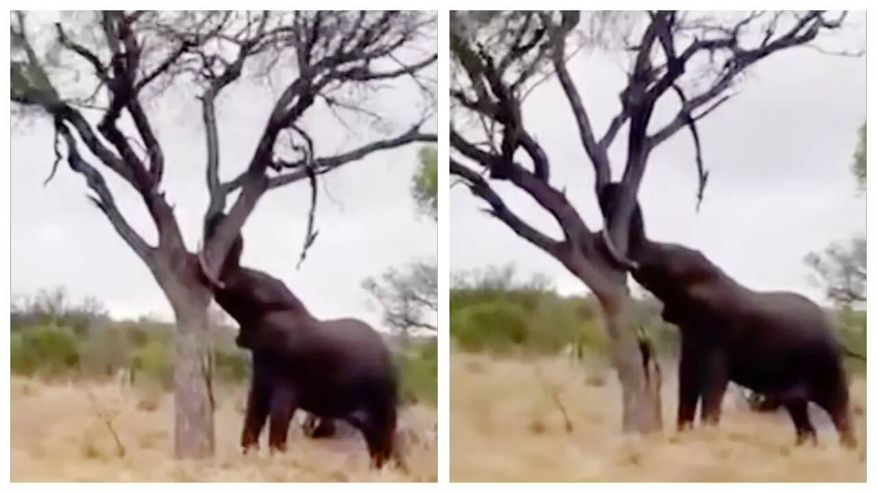 Elephant vs tree: Who do you think prevailed?