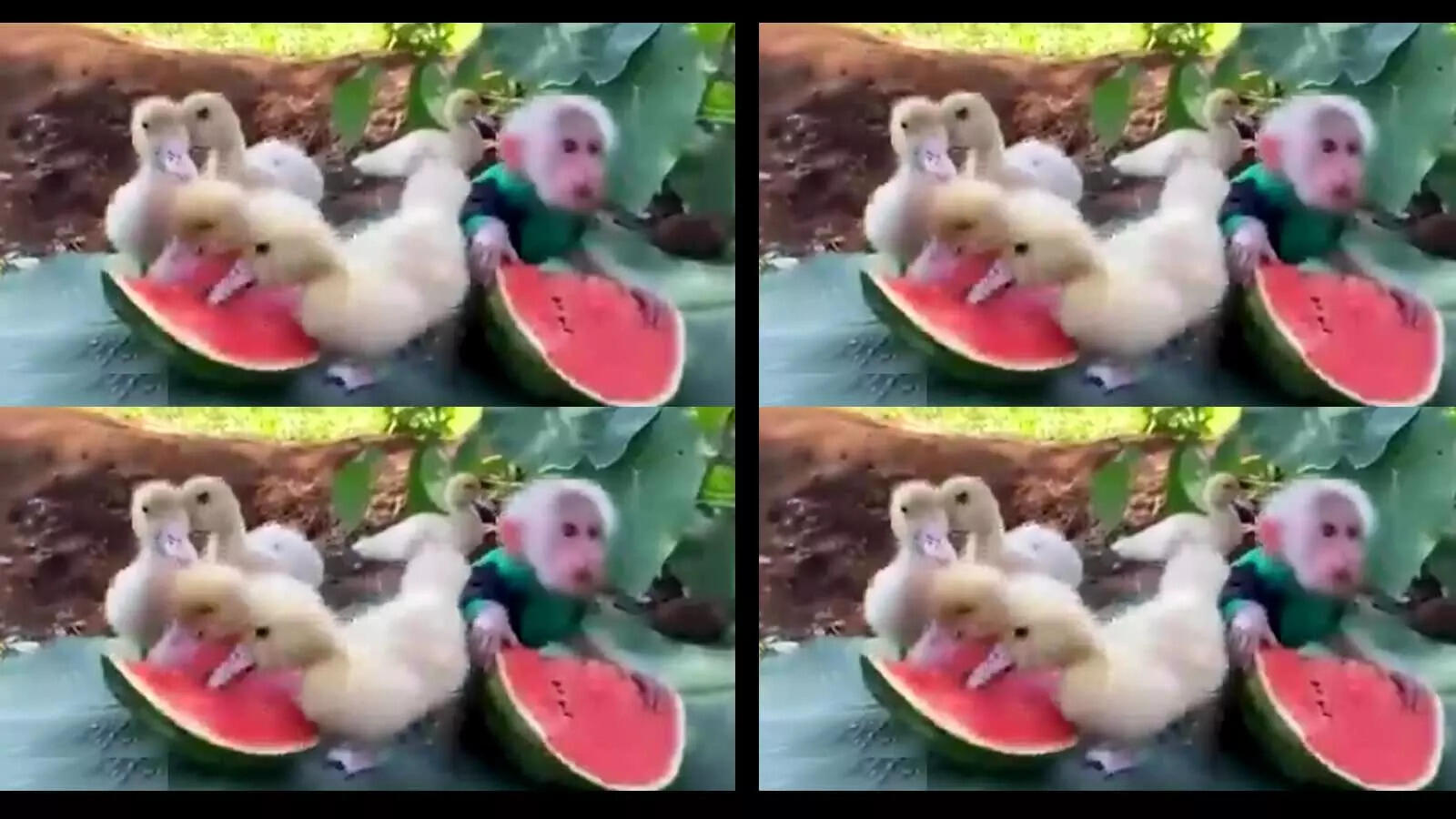 Love is to share: Cute baby monkey and ducklings eating watermelon together