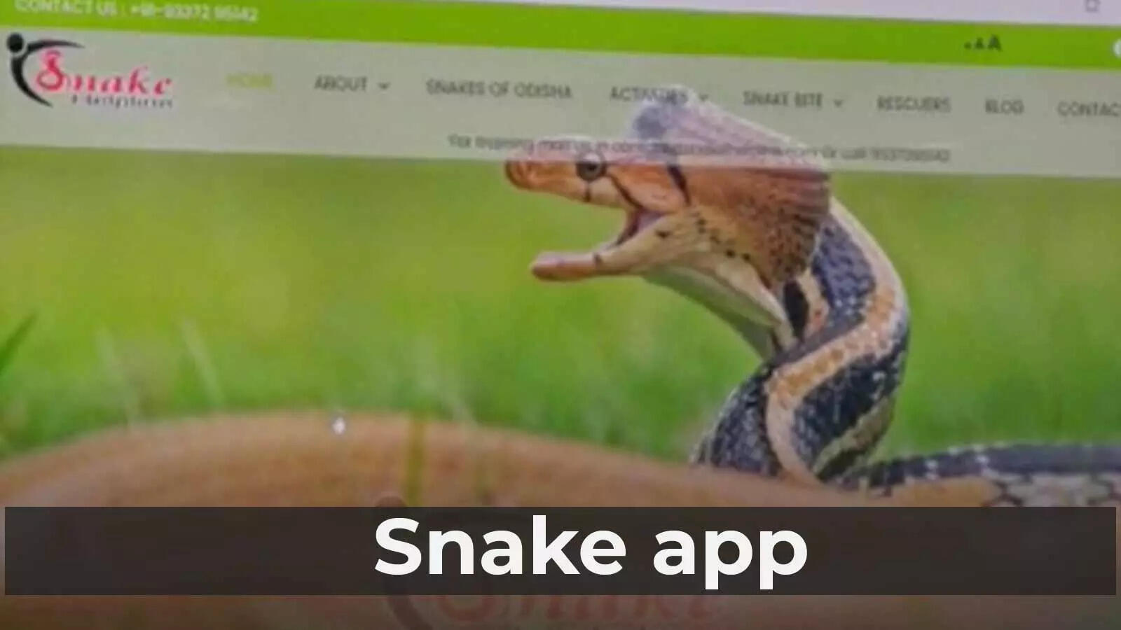 AIIMS Bhubaneswar launches snake app to help identify snakes found locally