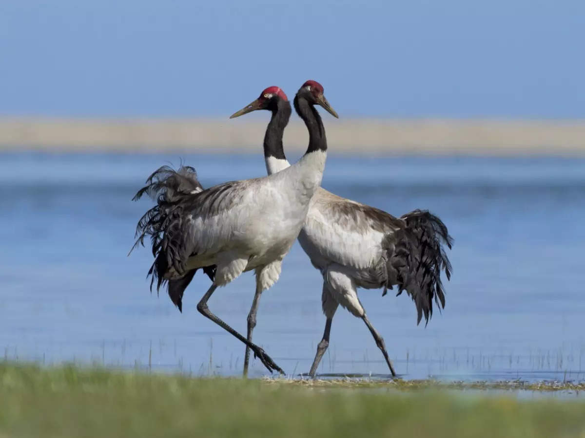 Meet Ladakh S State Bird And State Animal The Black Necked Crane And The Snow Leopard Times Of India Travel