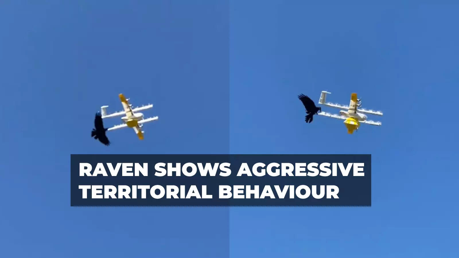 Watch Raven attacks a drone in Australia's Canberra