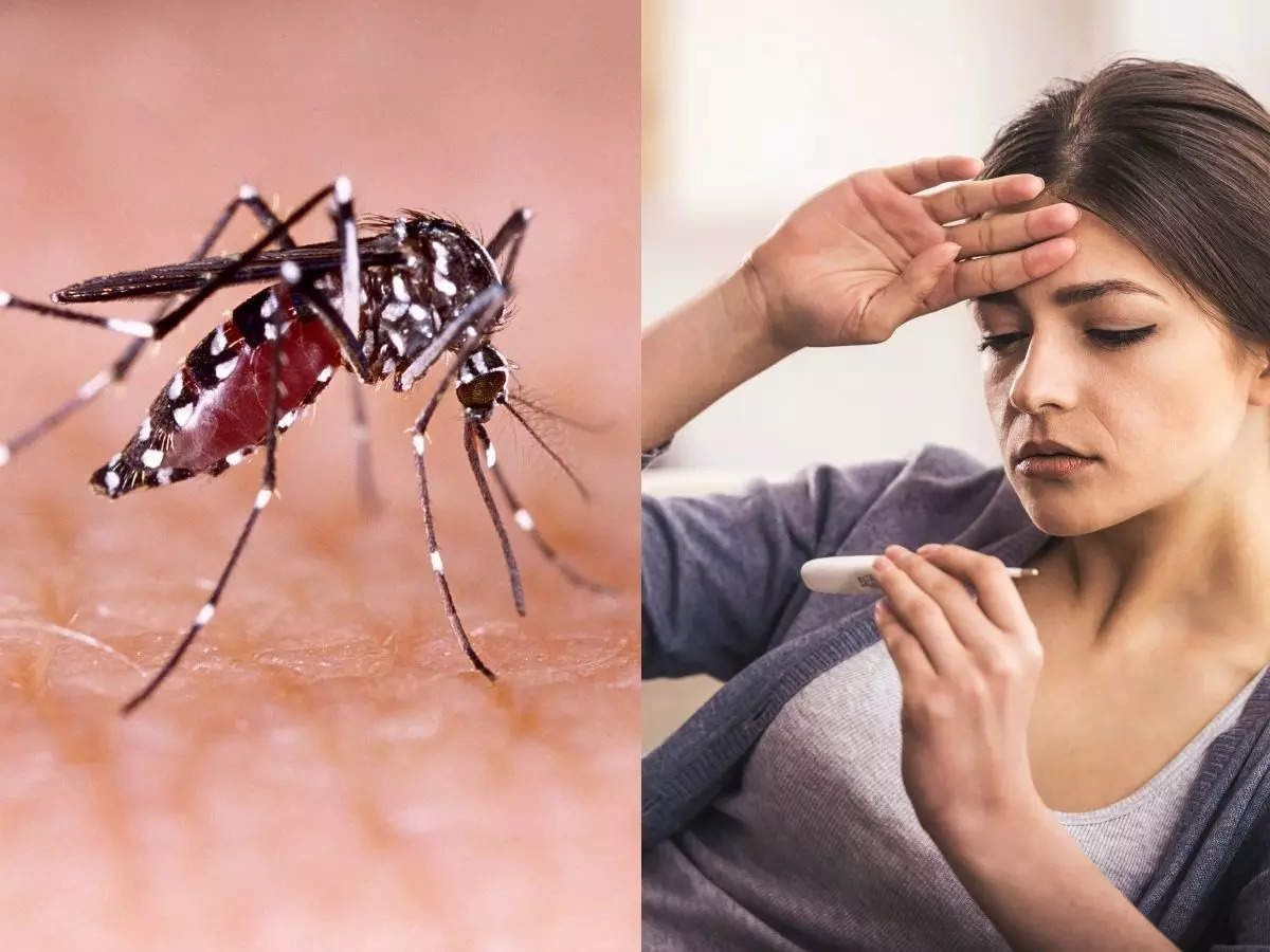 how to identify a dengue mosquito bite