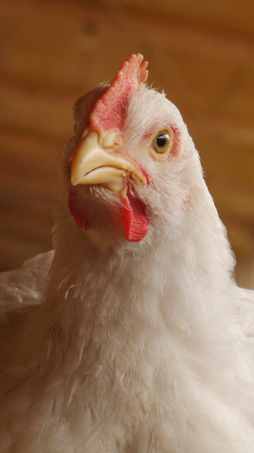 Why Did Chicken Cross The Road Jokes With A Twist Times Of India Why Did Chicken Cross The Road Jokes With A Twist Times Of India