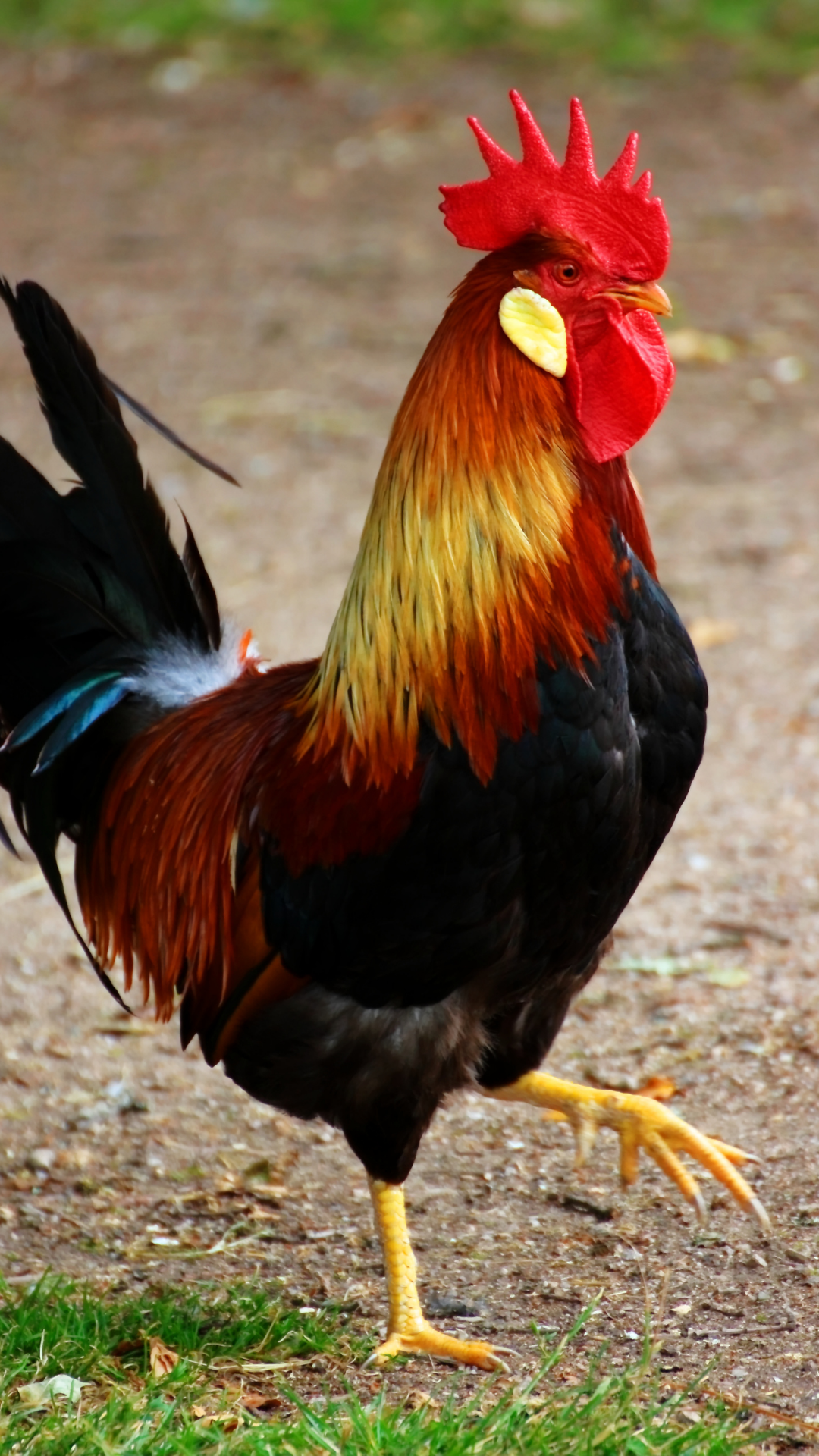 Why Did Chicken Cross The Road Jokes With A Twist Times Of India Why Did Chicken Cross The Road Jokes With A Twist Times Of India