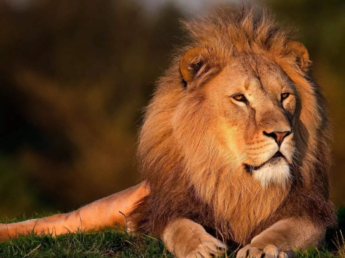 How loud is a lion's roar? And 4 other lion facts, Stories