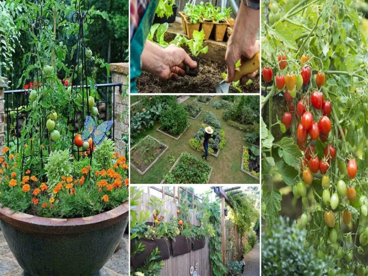 5 Kitchen garden ideas everyone should know