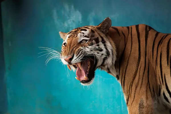 Year-ender 2021: From a roaring tiger to adorable cats, these pictures of the year will make you see animals in a whole new light!