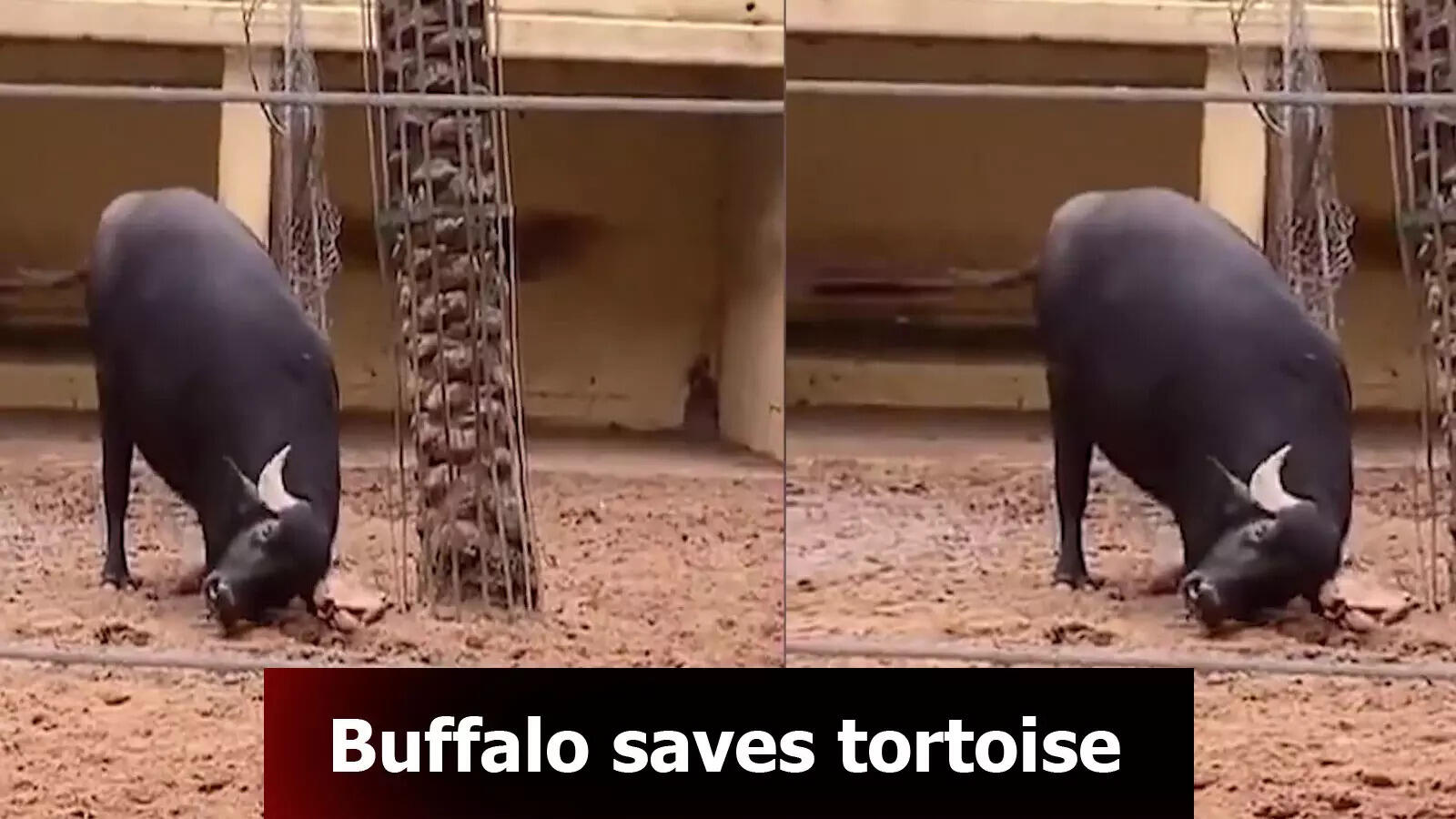Watch: How a Buffalo saved a dying tortoise!