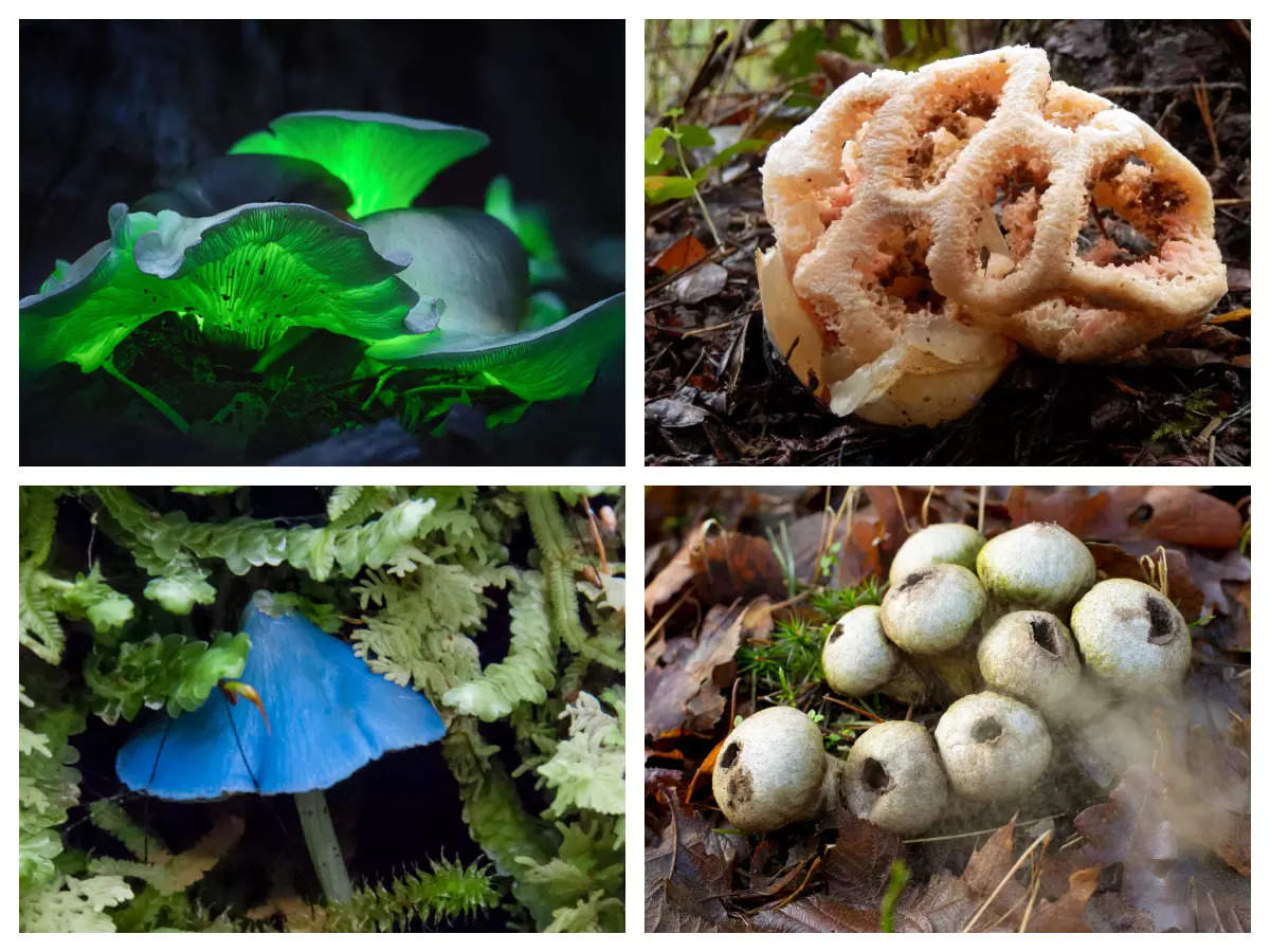 Types Of Mushrooms 20 weirdest mushrooms from around the world ...