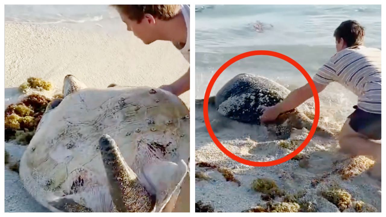 Watch: Guy rescues sea turtle stuck upside down!