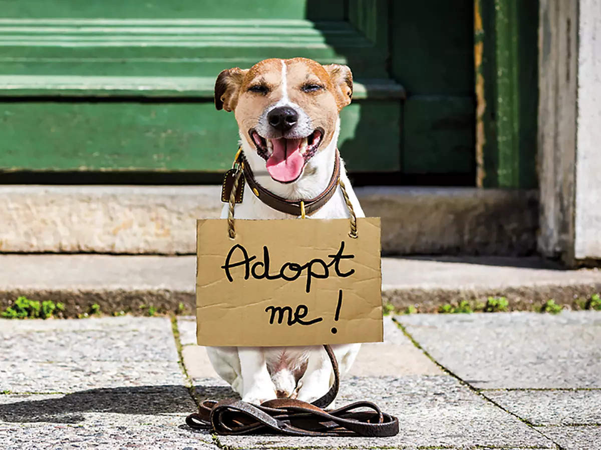 Pet adoption