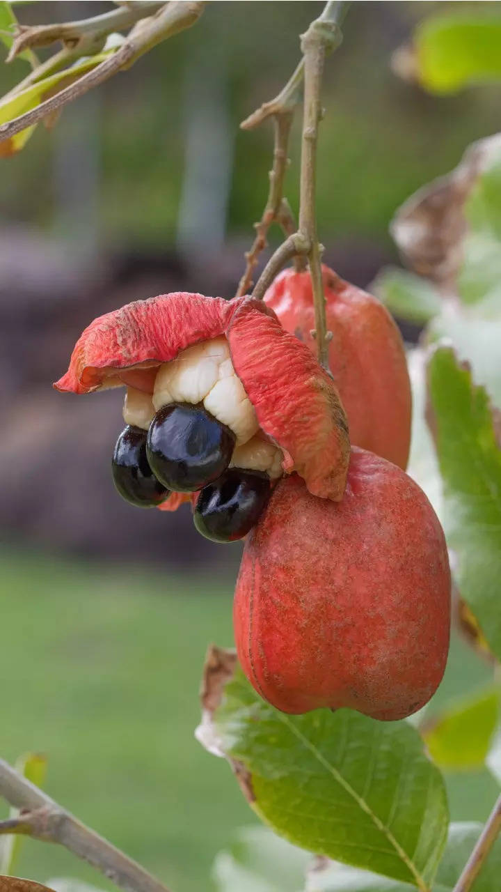 Are Cherry Pits Poisonous?