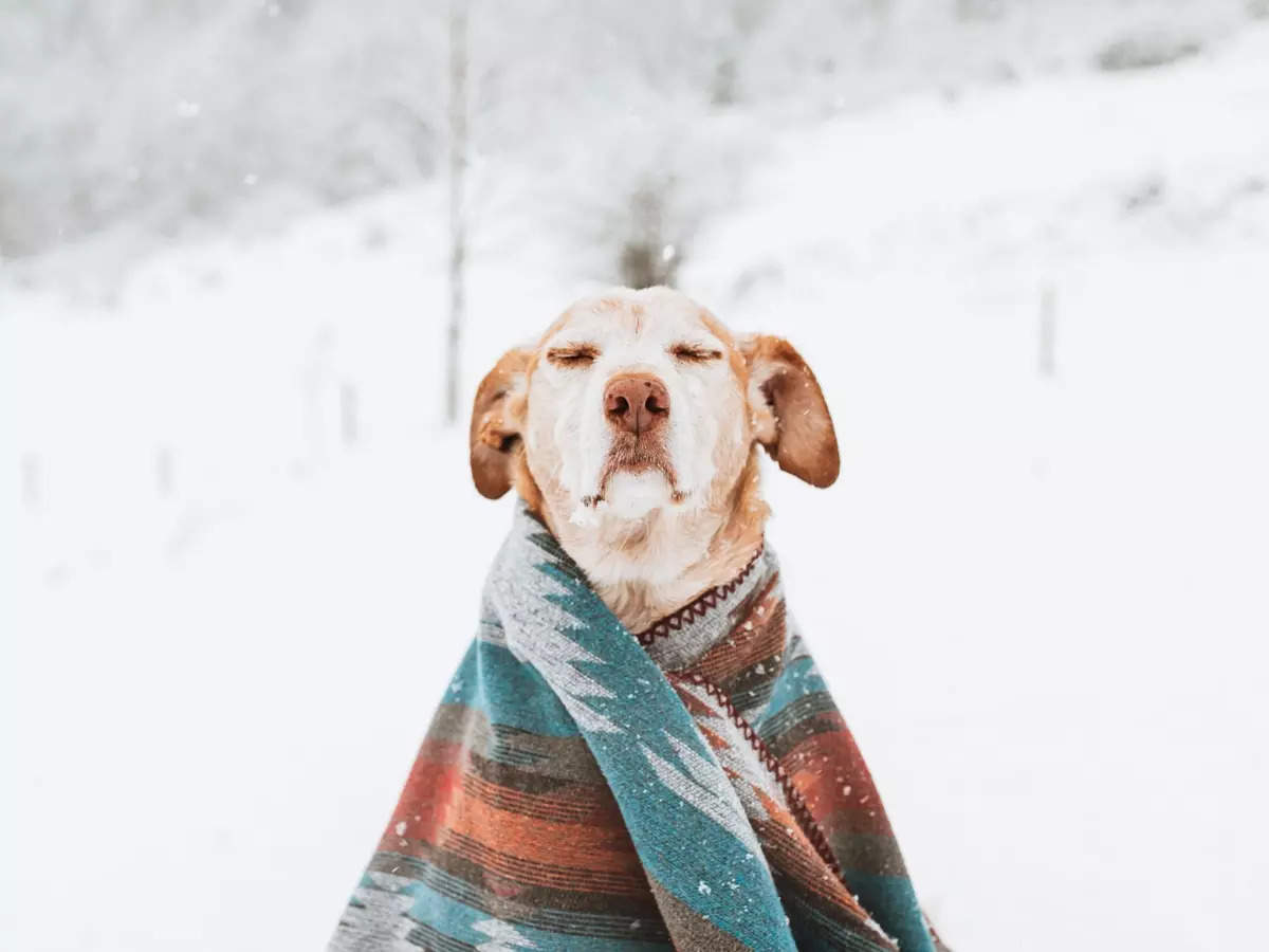 Pet Care In Winter: 9 winter pet care tips for your furry companions