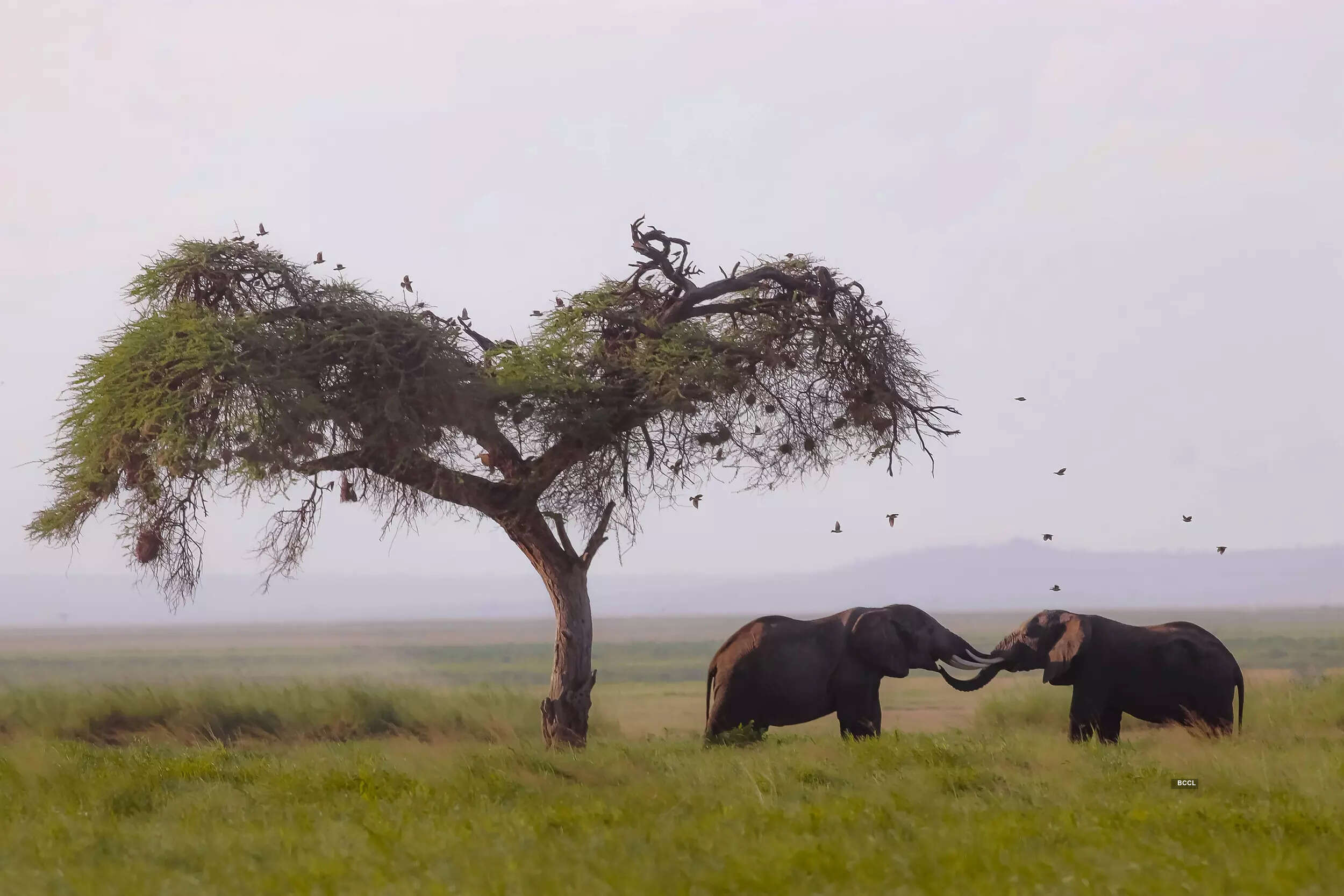 In pics: Turning passion into profession - Dr Kumar B.G