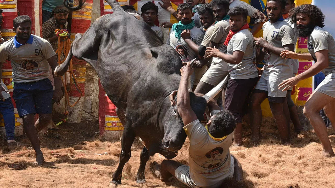 Jallikattu: Photos of raging bulls & fearless tamers