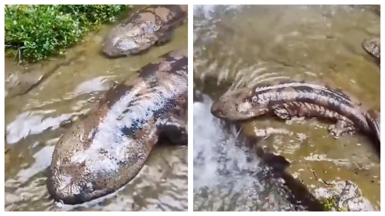 Ever seen giant salamanders?