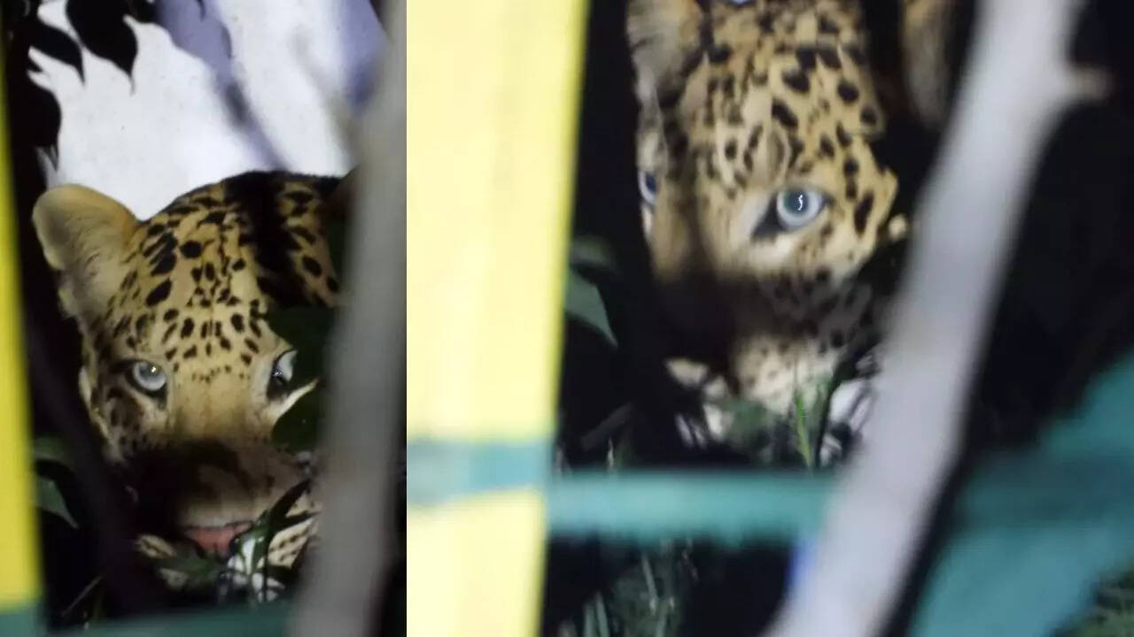 In photos: Leopard rescued after 15 hours in Jaipur