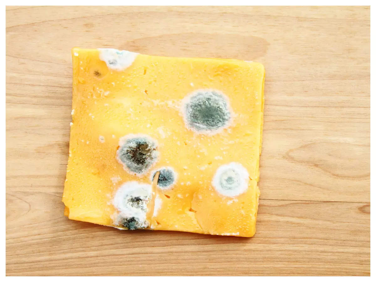 Can You Eat Cheese If It Has Mold on It?