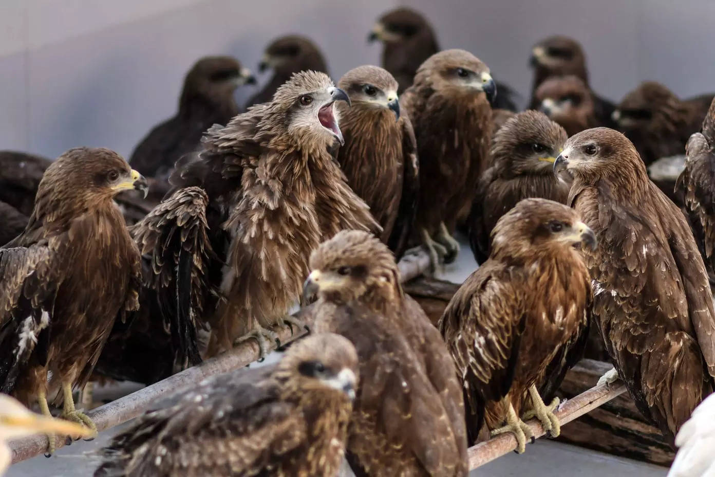 In photos: Meet the bird rescuers of Delhi | The Times of India